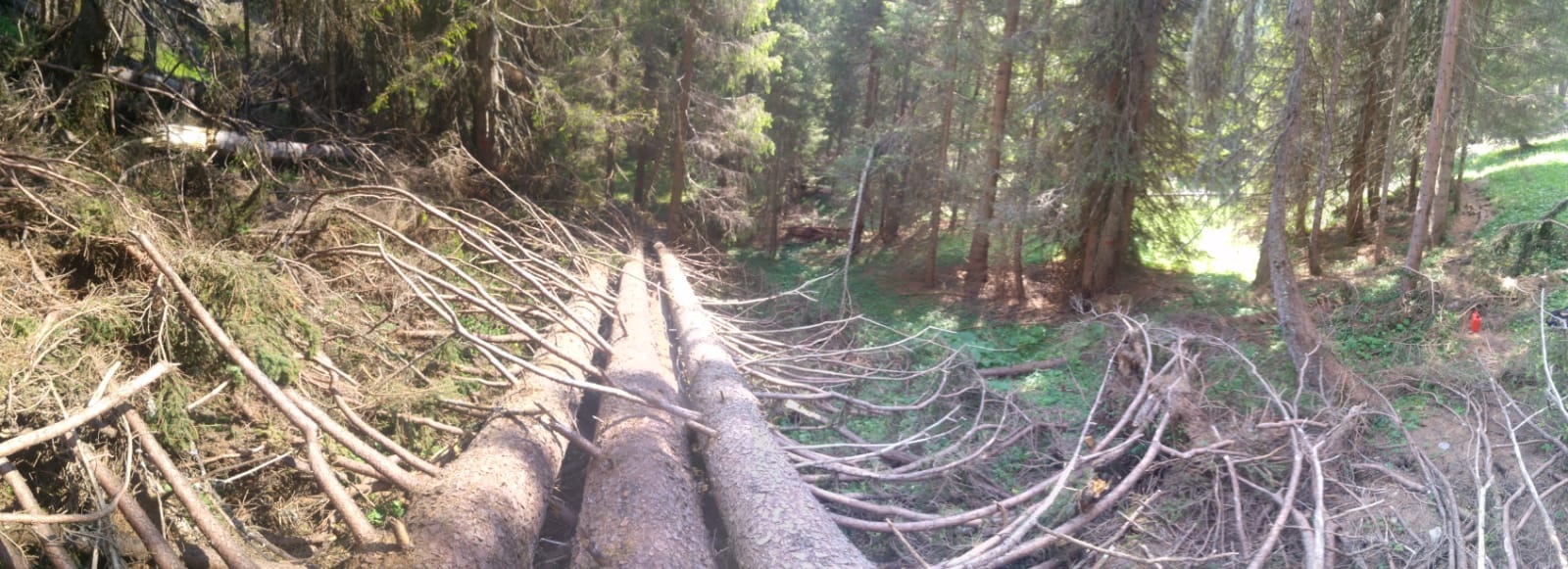 CAI - Sez.San Vito di Cadore - Manutenzione Sentieri 2020